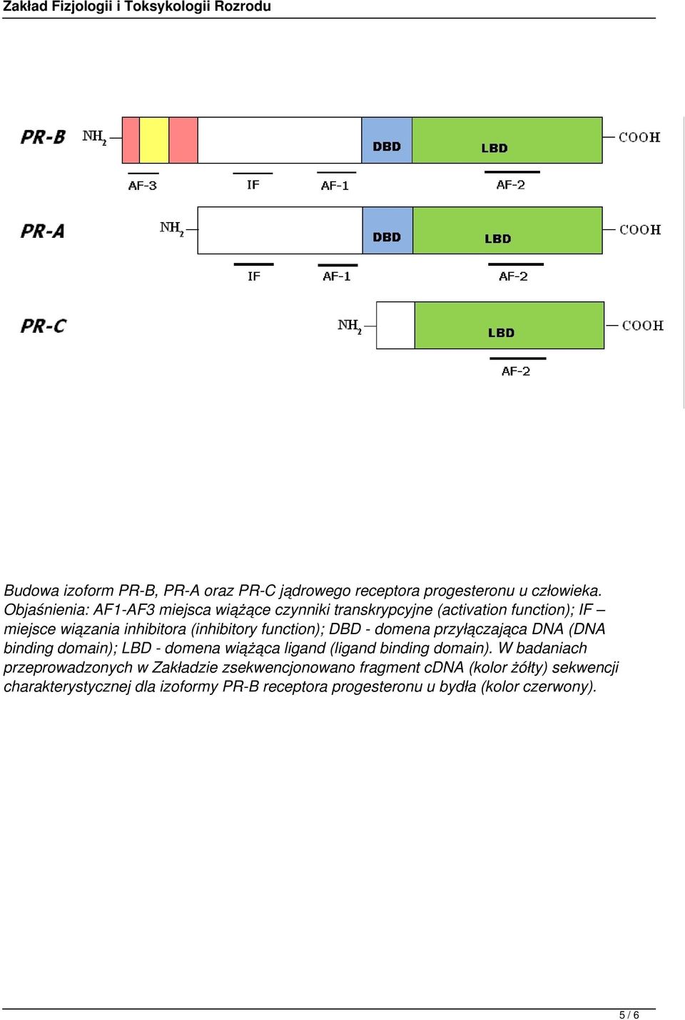 function); DBD - domena przyłączająca DNA (DNA binding domain); LBD - domena wiążąca ligand (ligand binding domain).