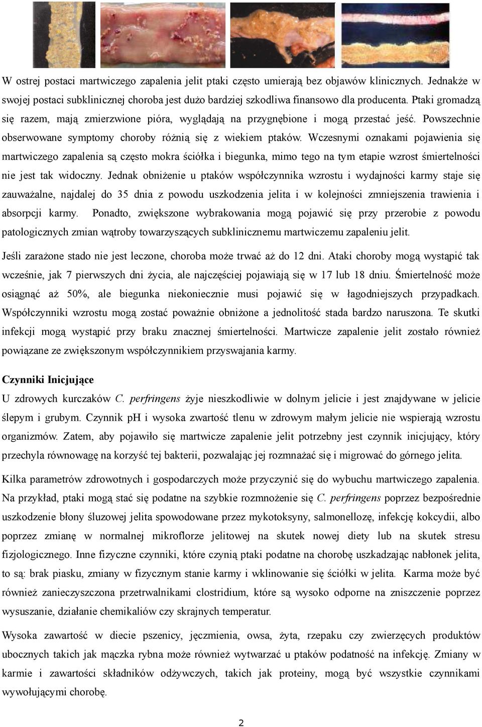 Wczesnymi oznakami pojawienia się martwiczego zapalenia są często mokra ściółka i biegunka, mimo tego na tym etapie wzrost śmiertelności nie jest tak widoczny.