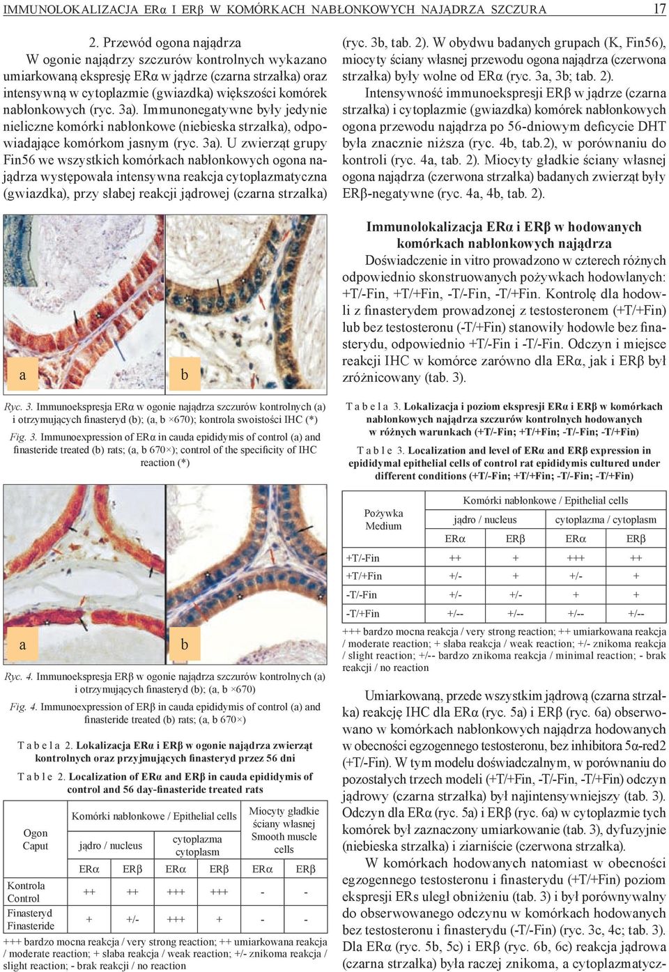 (ryc. 3a). Immunonegatywne były jedynie nieliczne komórki nabłonkowe (niebieska strzałka), odpowiadające komórkom jasnym (ryc. 3a). U zwierząt grupy Fin56 we wszystkich komórkach nabłonkowych ogona najądrza występowała intensywna reakcja cytoplazmatyczna (gwiazdka), przy słabej reakcji jądrowej (czarna strzałka) (ryc.