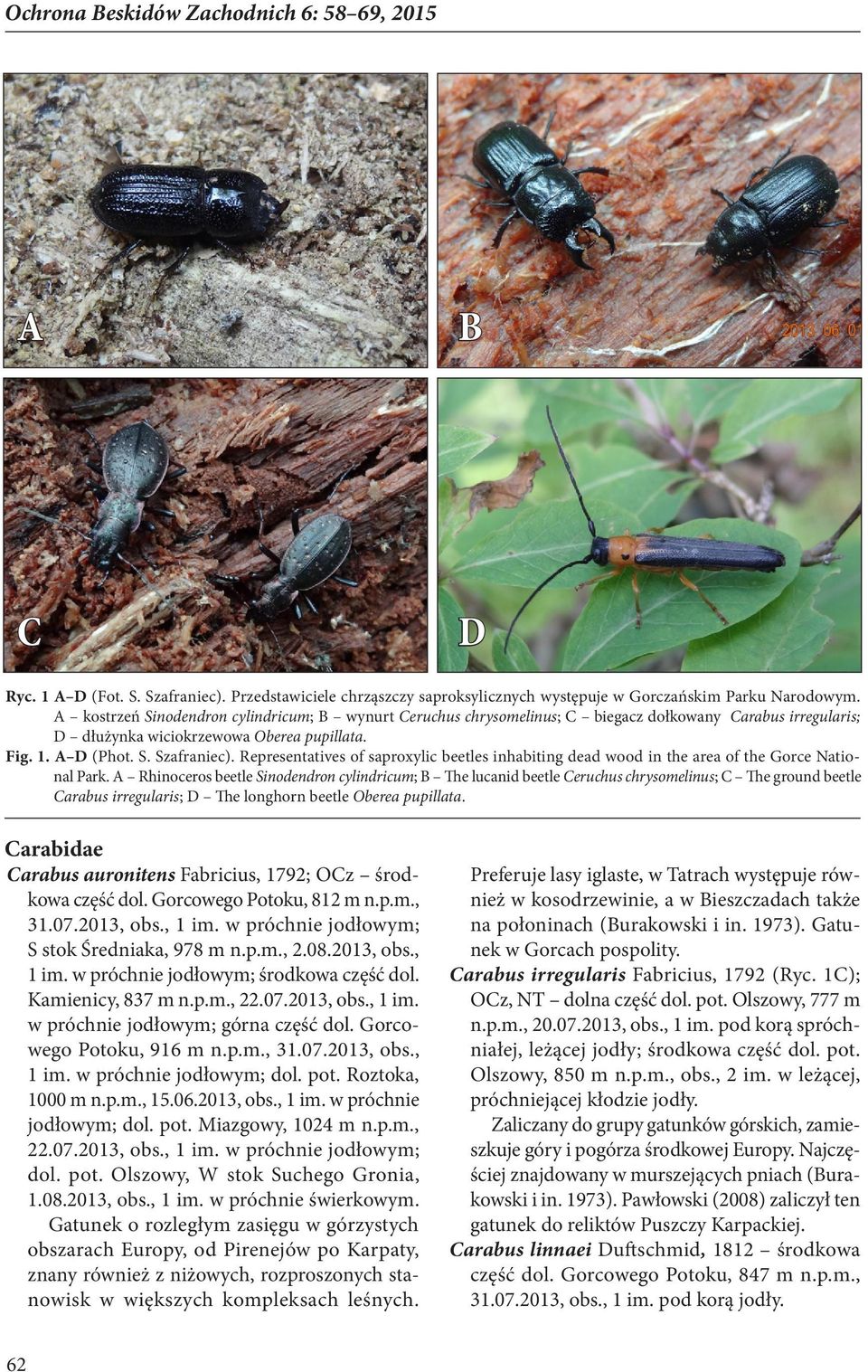 Representatives of saproxylic beetles inhabiting dead wood in the area of the Gorce Natio nal Park.