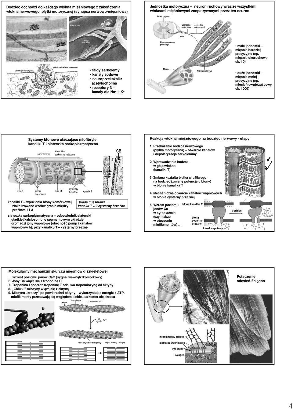 10) fałdy sarkolemy kanały sodowe neuroprzekaźnik: acetylocholina receptory N kanały dla Na + i K + duże jednostki mięśnie mniej precyzyjne (np. mięsień dwubrzuścowy ok.