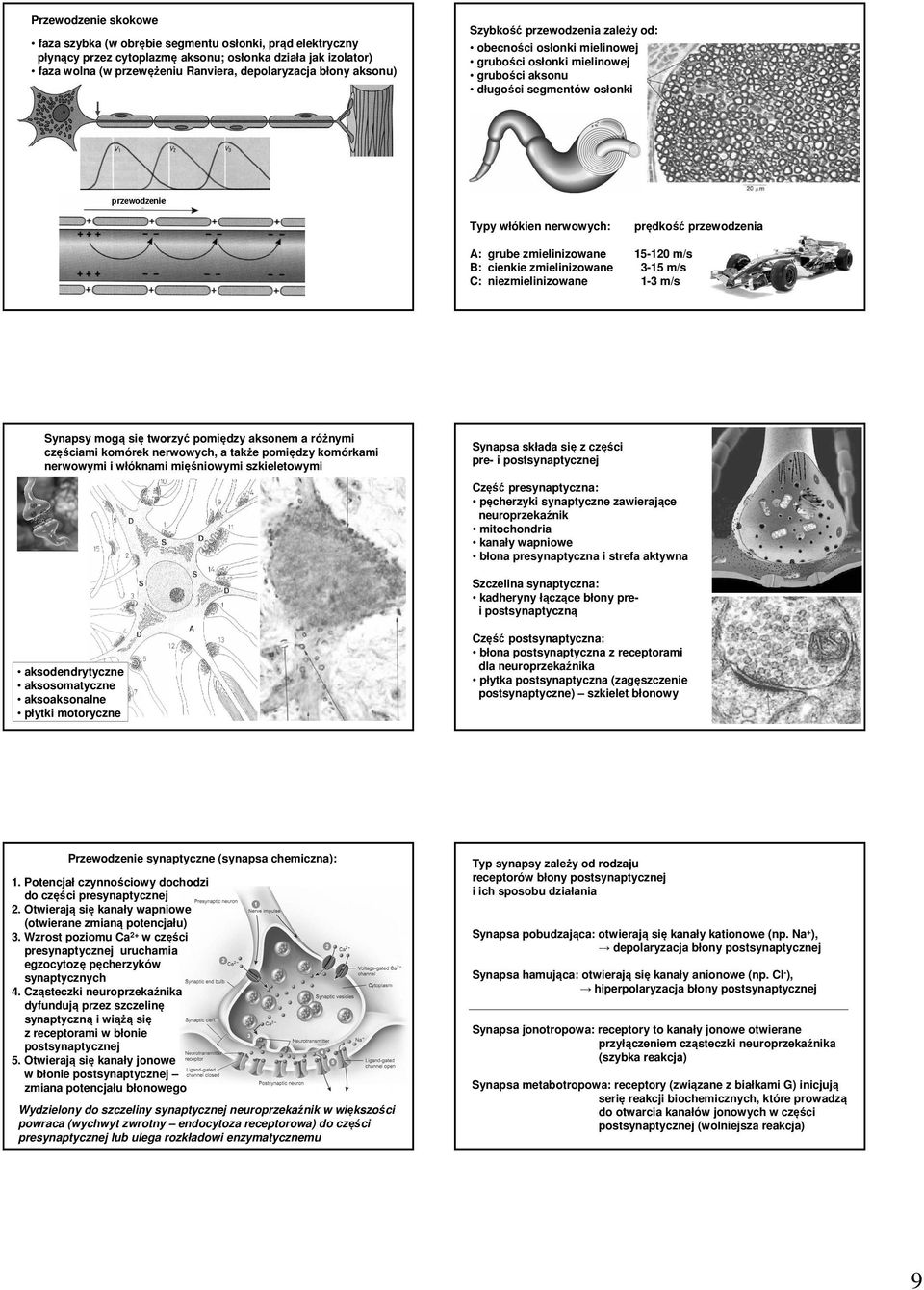 zmielinizowane 15-120 m/s B: cienkie zmielinizowane 3-15 m/s C: niezmielinizowane 1-3 m/s Synapsy mogą się tworzyć pomiędzy aksonem a różnymi częściami komórek nerwowych, a także pomiędzy komórkami