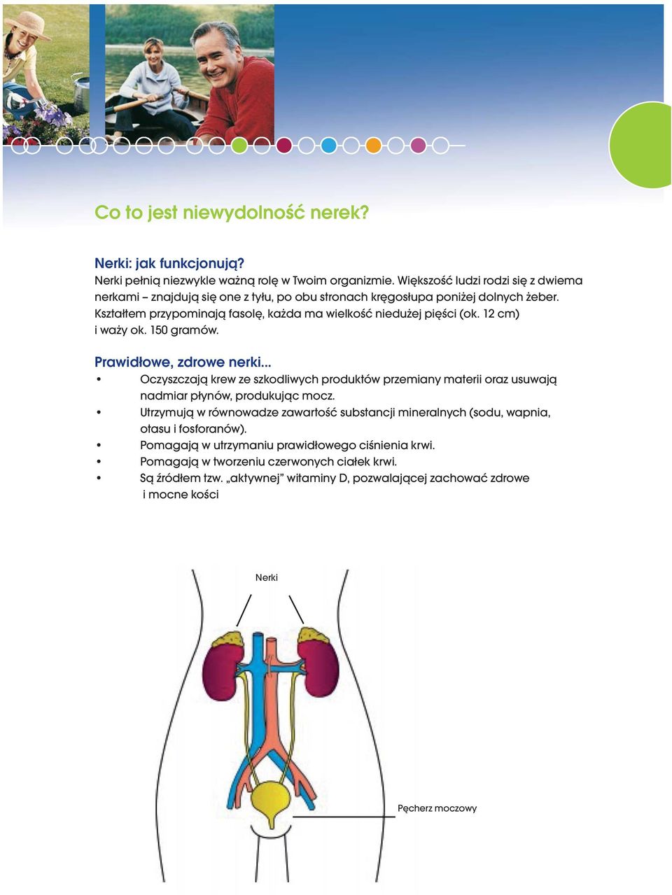 12 cm) i waży ok. 150 gramów. Prawidłowe, zdrowe nerki... Oczyszczają krew ze szkodliwych produktów przemiany materii oraz usuwają nadmiar płynów, produkując mocz.