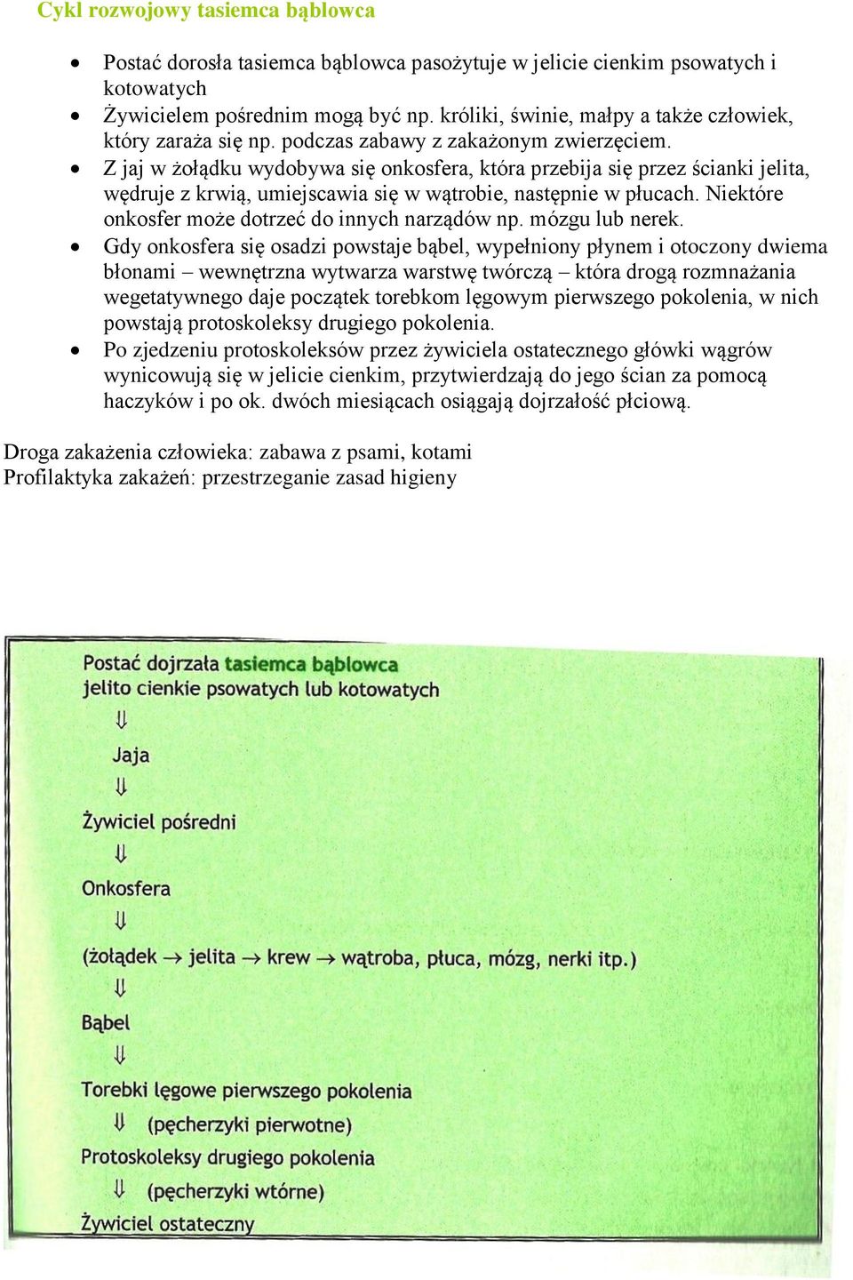 Z jaj w żołądku wydobywa się onkosfera, która przebija się przez ścianki jelita, wędruje z krwią, umiejscawia się w wątrobie, następnie w płucach. Niektóre onkosfer może dotrzeć do innych narządów np.