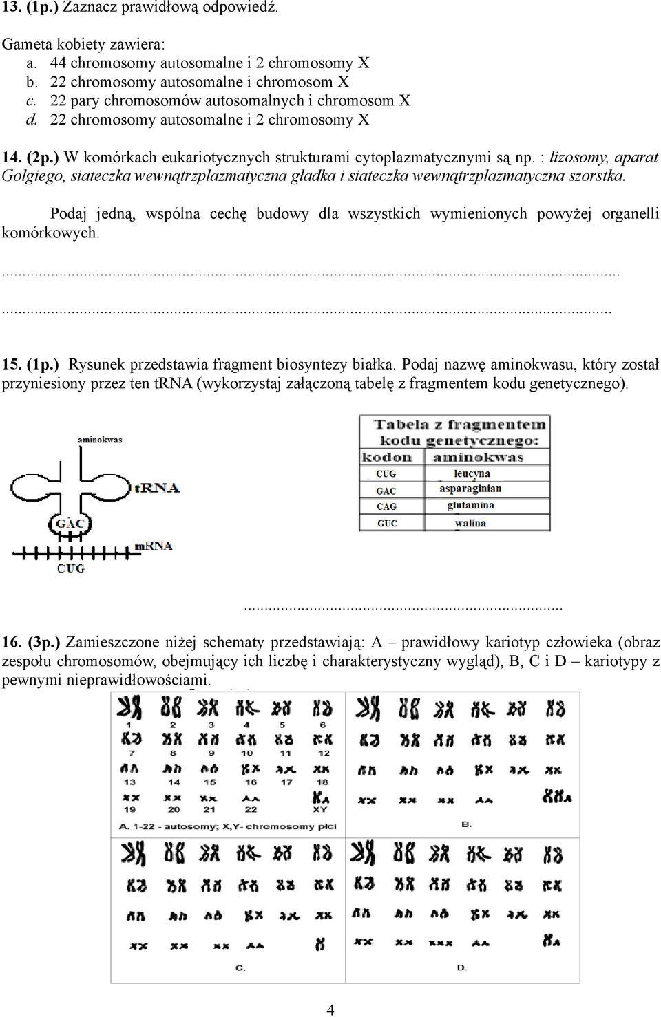 : lizosomy, aparat Golgiego, siateczka wewnątrzplazmatyczna gładka i siateczka wewnątrzplazmatyczna szorstka.