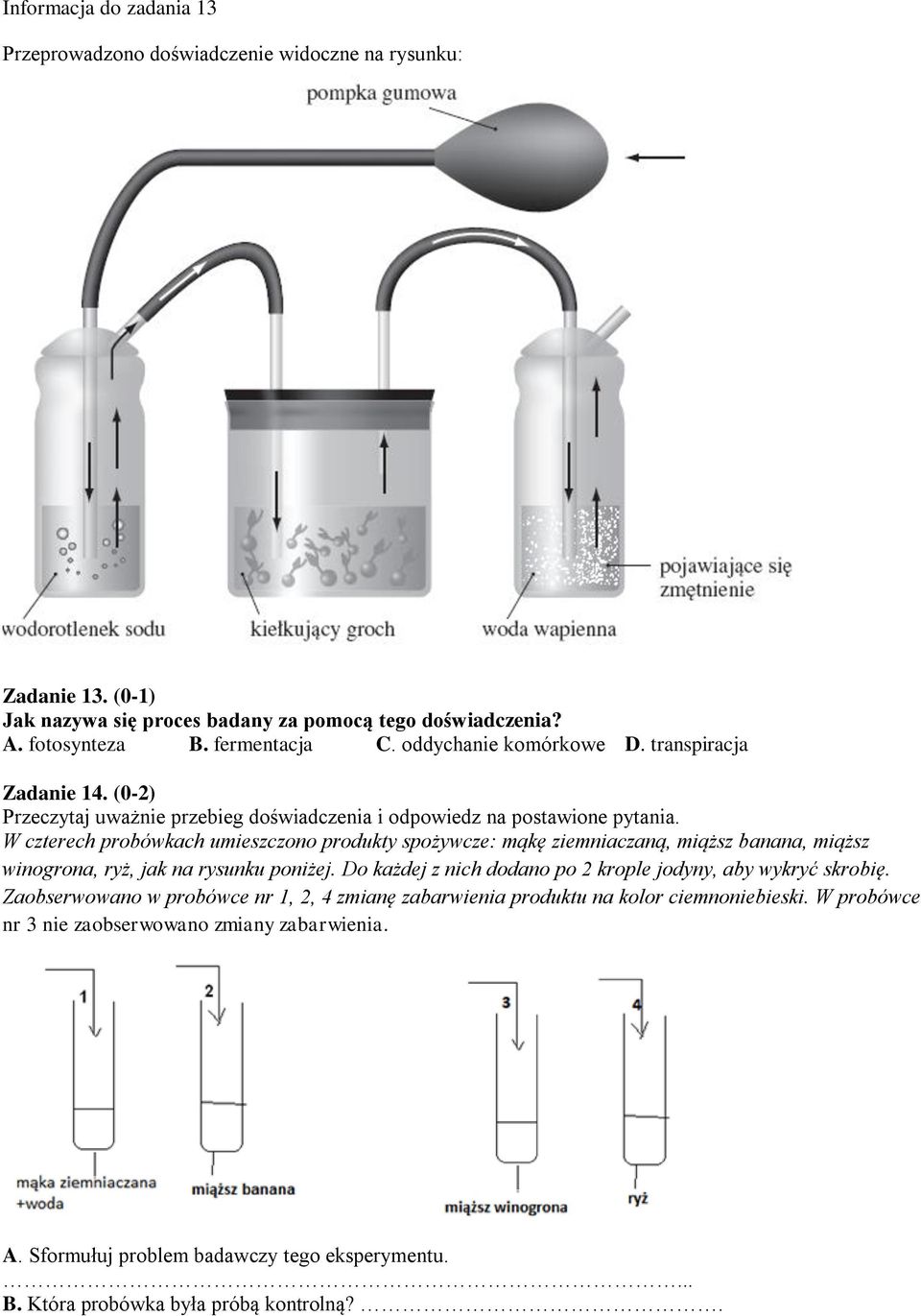 W czterech probówkach umieszczono produkty spożywcze: mąkę ziemniaczaną, miąższ banana, miąższ winogrona, ryż, jak na rysunku poniżej.