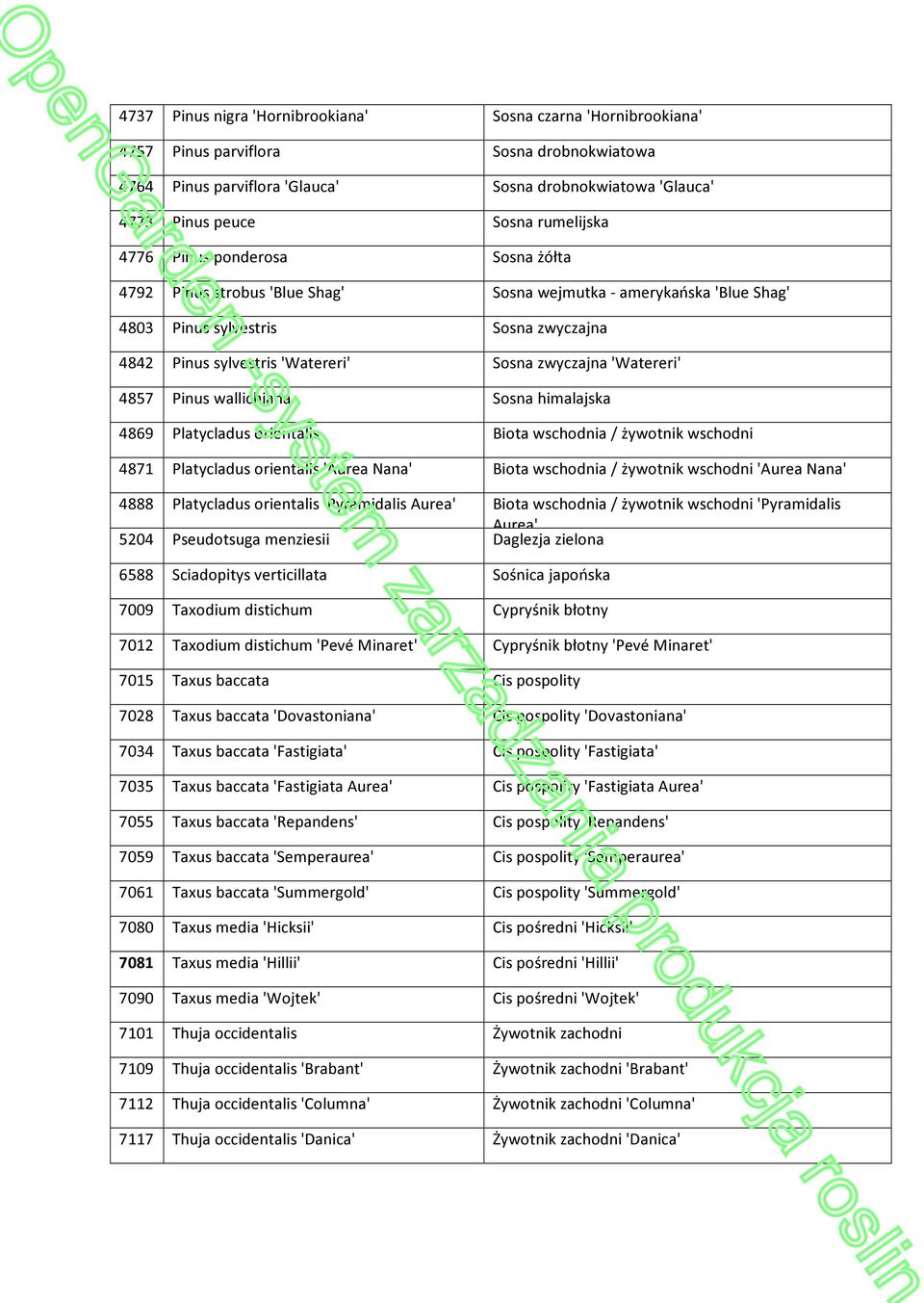 zwyczajna 'Watereri' 4857 Pinus wallichiana Sosna himalajska 4869 Platycladus orientalis Biota wschodnia / żywotnik wschodni 4871 Platycladus orientalis 'Aurea Nana' Biota wschodnia / żywotnik