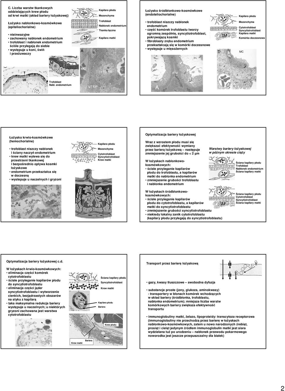 endometrium część komórek trofoblastu tworzy ogromną zespólnię, syncytiotrofoblast, pokrywającą kosmki fibroblasty zrębu endometrium przekształcają się w komórki doczesnowe występuje u mięsożernych