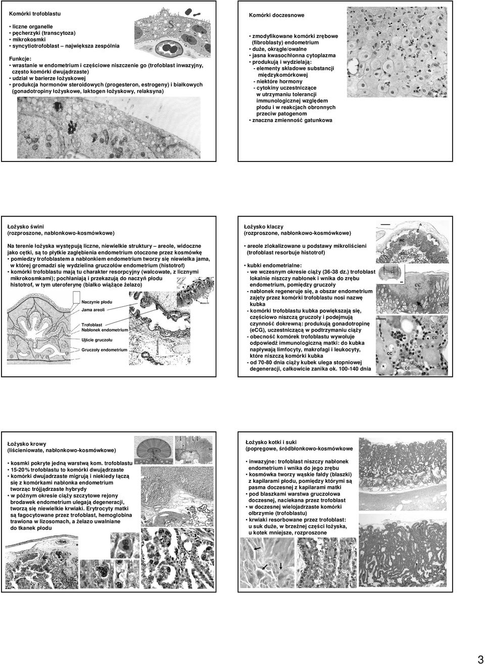 relaksyna) zmodyfikowane komórki zrębowe (fibroblasty) endometrium duże, okrągłe/owalne jasna kwasochłonna cytoplazma produkują i wydzielają: - elementy składowe substancji międzykomórkowej -