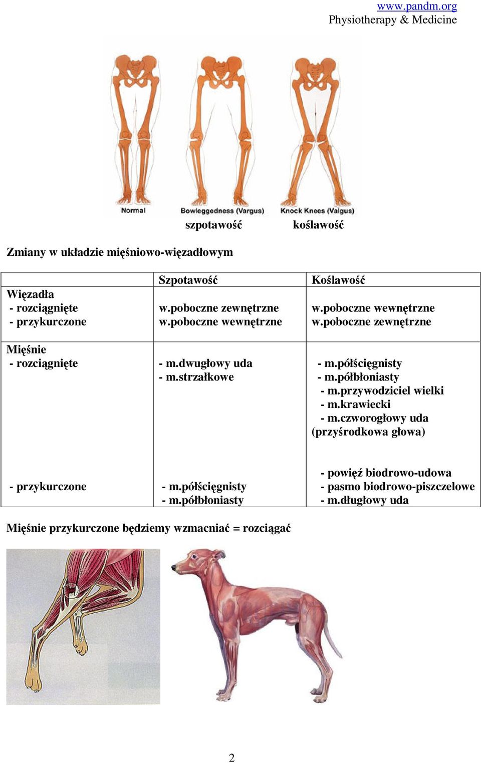 półścięgnisty - m.półbłoniasty - m.przywodziciel wielki - m.krawiecki - m.czworogłowy uda (przyśrodkowa głowa) - przykurczone - m.