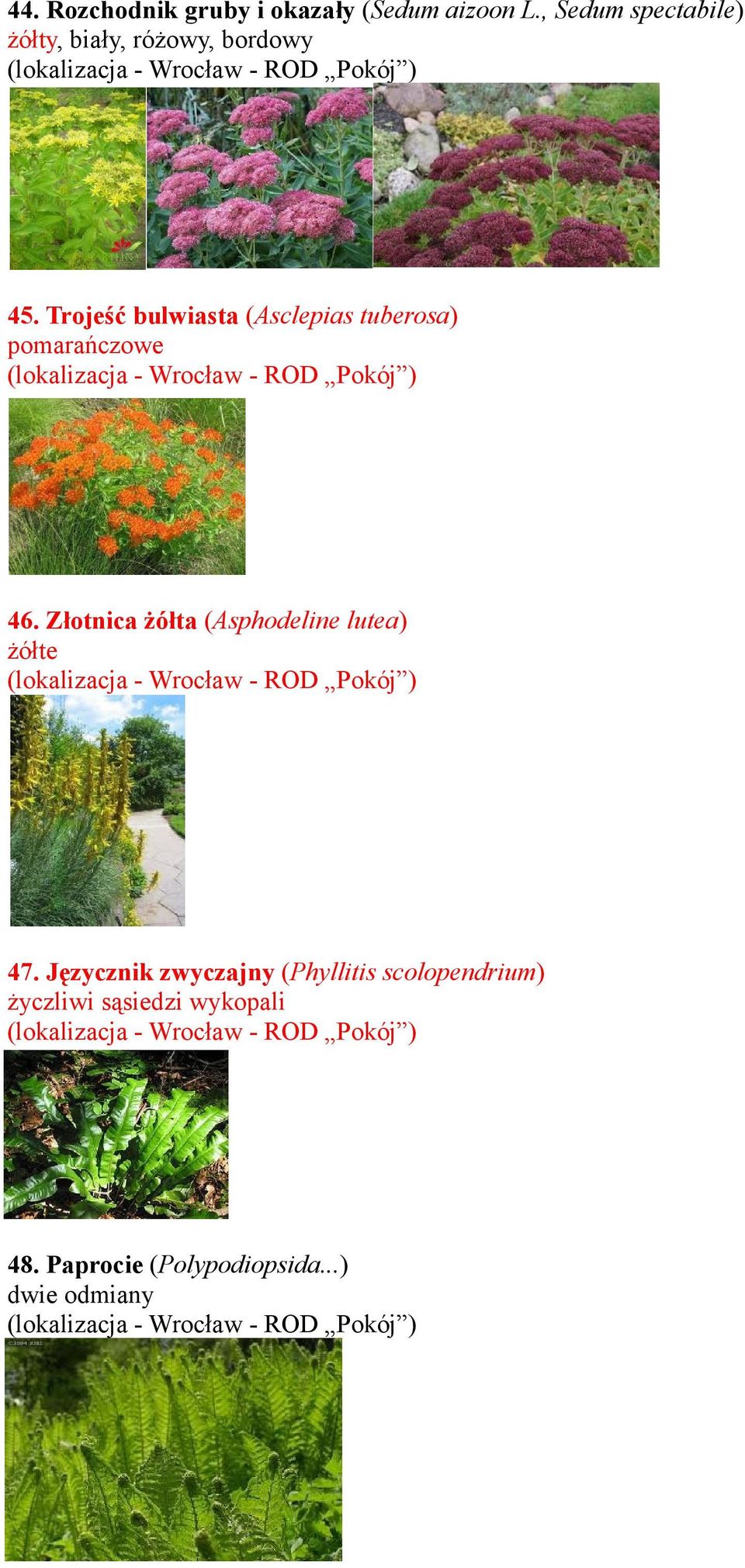 Trojeść bulwiasta (Asclepias tuberosa) pomarańczowe 46.