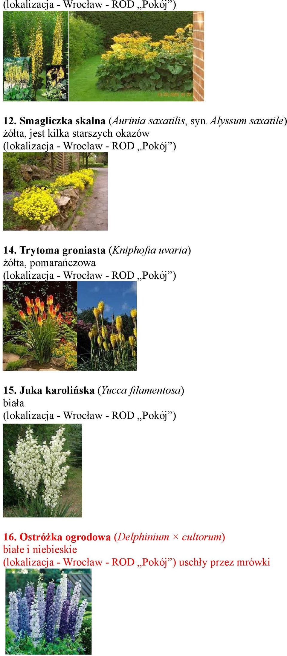 Trytoma groniasta (Kniphofia uvaria) żółta, pomarańczowa 15.