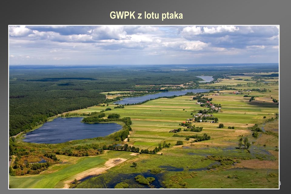 ptaka 6