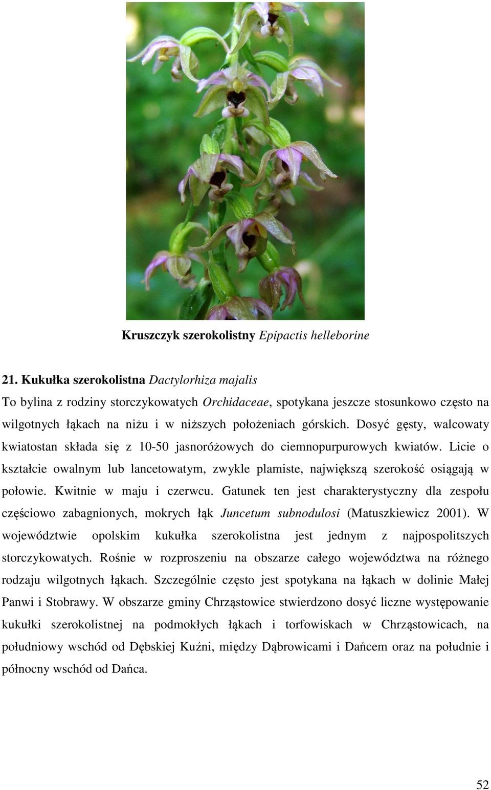 Dosyć gęsty, walcowaty kwiatostan składa się z 10-50 jasnoróżowych do ciemnopurpurowych kwiatów. Licie o kształcie owalnym lub lancetowatym, zwykle plamiste, największą szerokość osiągają w połowie.