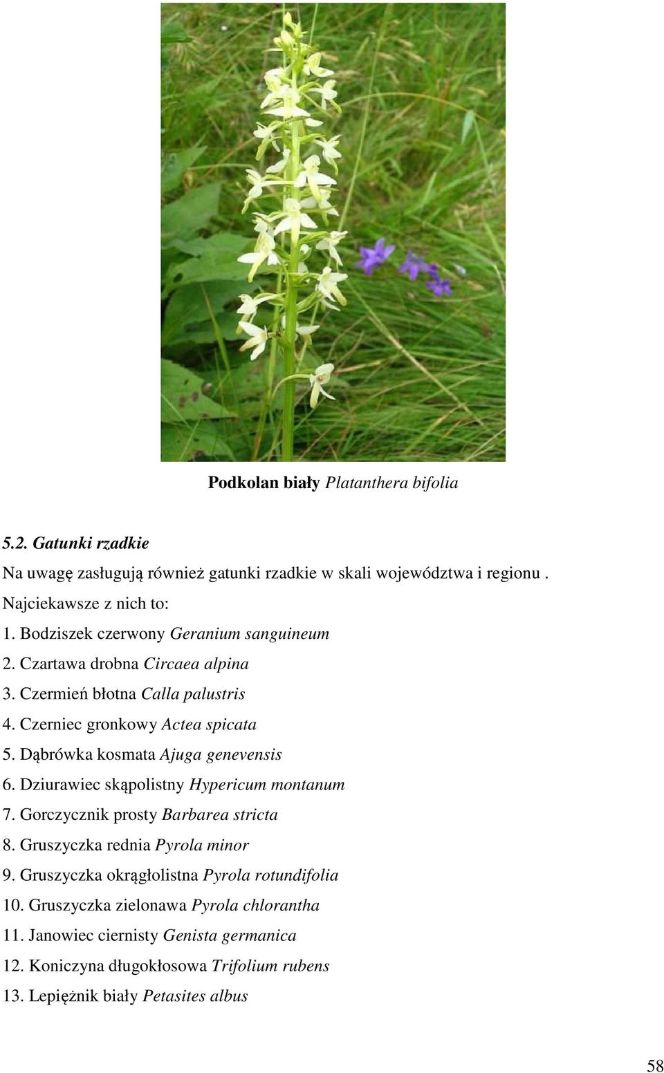 Dąbrówka kosmata Ajuga genevensis 6. Dziurawiec skąpolistny Hypericum montanum 7. Gorczycznik prosty Barbarea stricta 8. Gruszyczka rednia Pyrola minor 9.