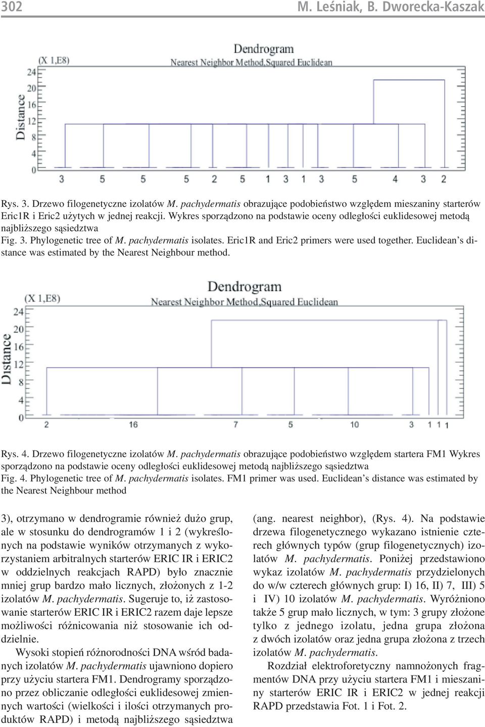 Euclidean's di stance was estimated by the Nearest Neighbour method. Rys. 4. Drzewo filogenetyczne izolatów M.