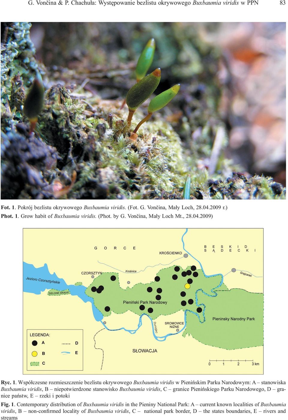 Współczesne rozmieszczenie bezlistu okrywowego Buxbaumia viridis w Pienińskim Parku Narodowym: A stanowiska Buxbaumia viridis, B niepotwierdzone stanowisko Buxbaumia viridis, C granice