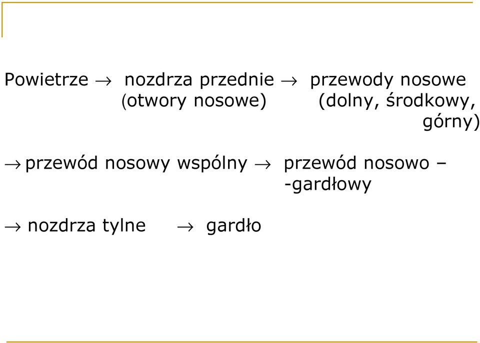 środkowy, górny) przewód nosowy