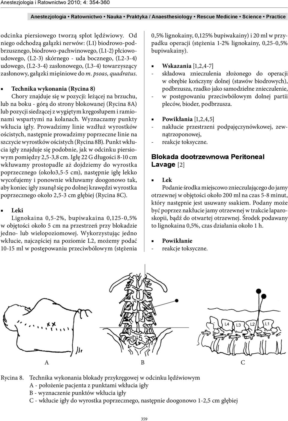 towarzyszący zasłonowy, gałązki mięśniowe do m. psoas, quadratus.