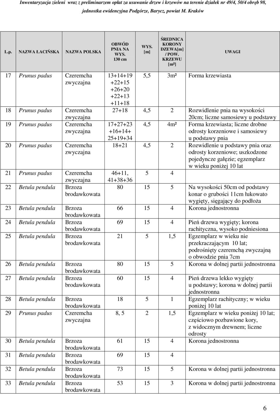 24 Betula pendula Brzoza 25 Betula pendula Brzoza 26 Betula pendula Brzoza 27 Betula pendula Brzoza 28 Betula pendula Brzoza 29 Prunus padus Czeremcha 30 Betula pendula Brzoza 31 Betula pendula