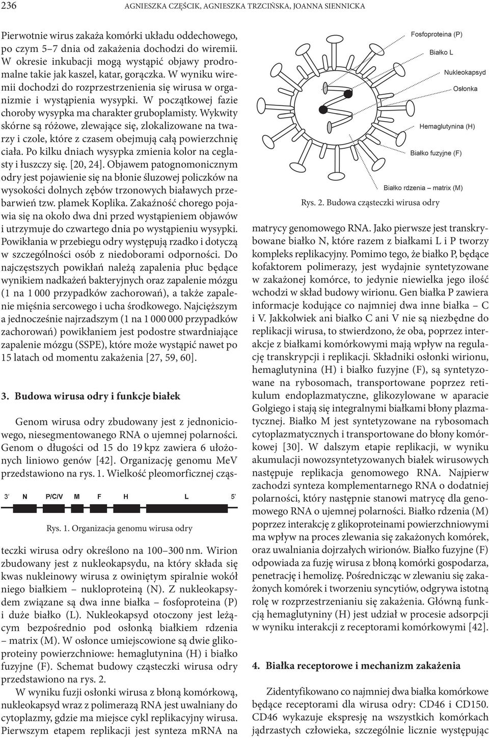 W początkowej fazie choroby wysypka ma charakter gruboplamisty. Wykwity skórne są różowe, zlewające się, zlokalizowane na twarzy i czole, które z czasem obejmują całą powierzchnię ciała.