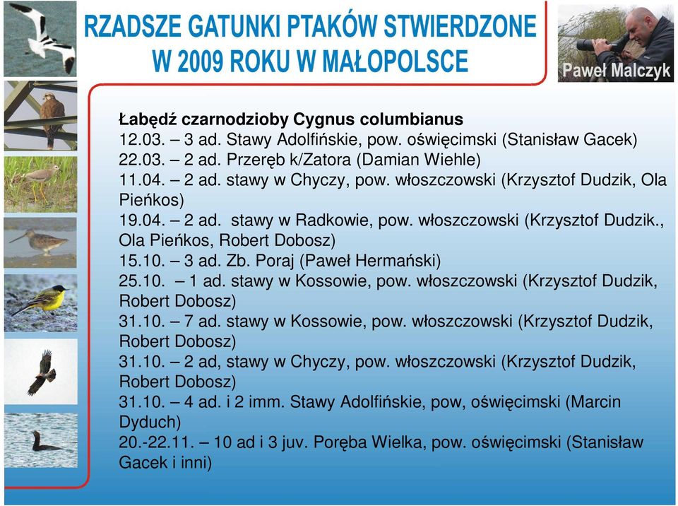 stawy w Kossowie, pow. w oszczowski (Krzysztof Dudzik, Robert Dobosz) 31.10. 7 ad. stawy w Kossowie, pow. w oszczowski (Krzysztof Dudzik, Robert Dobosz) 31.10. 2 ad, stawy w Chyczy, pow.