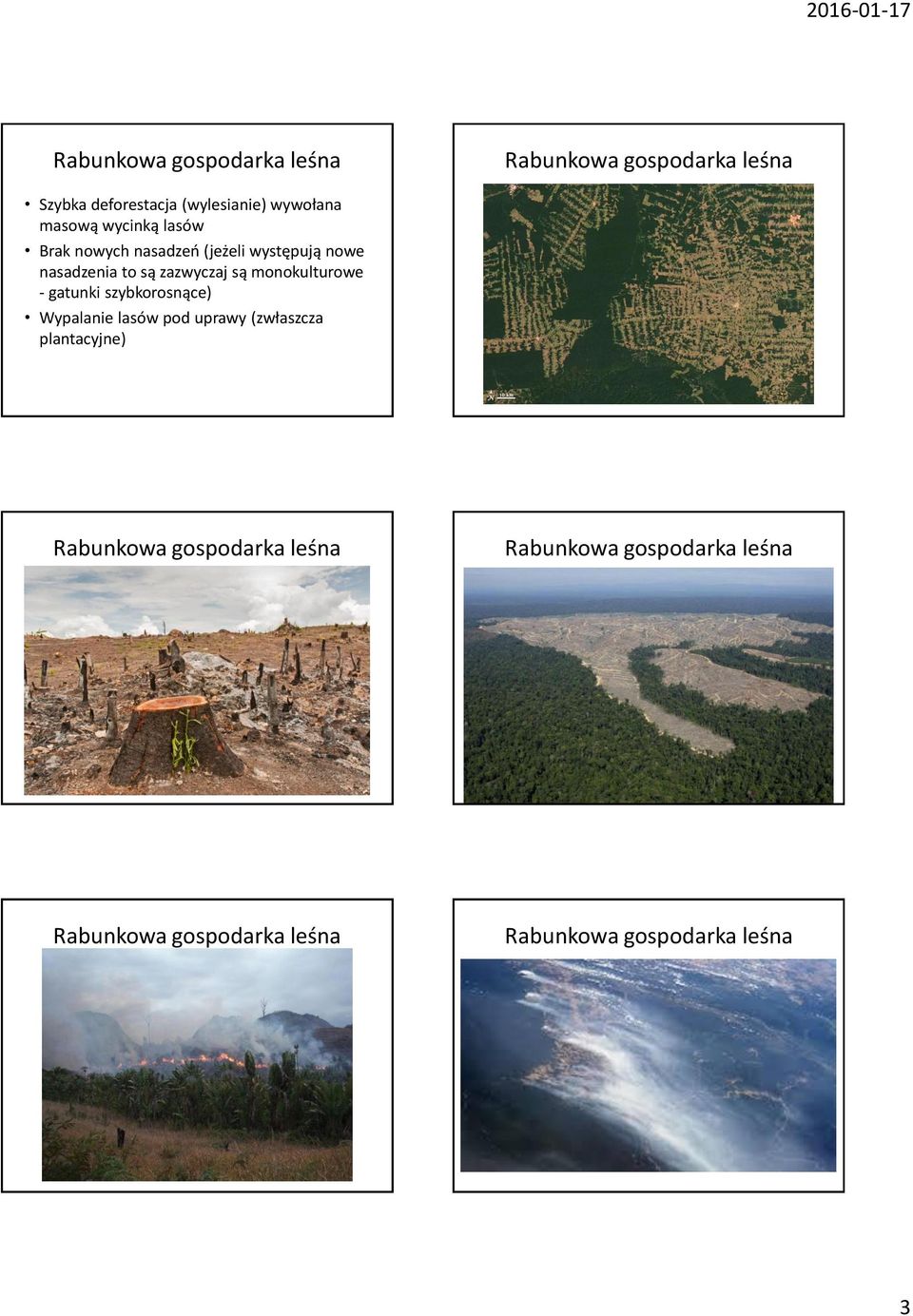 nasadzenia to są zazwyczaj są monokulturowe - gatunki