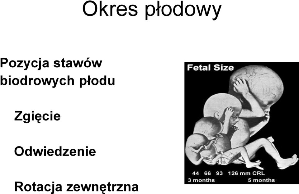 biodrowych płodu