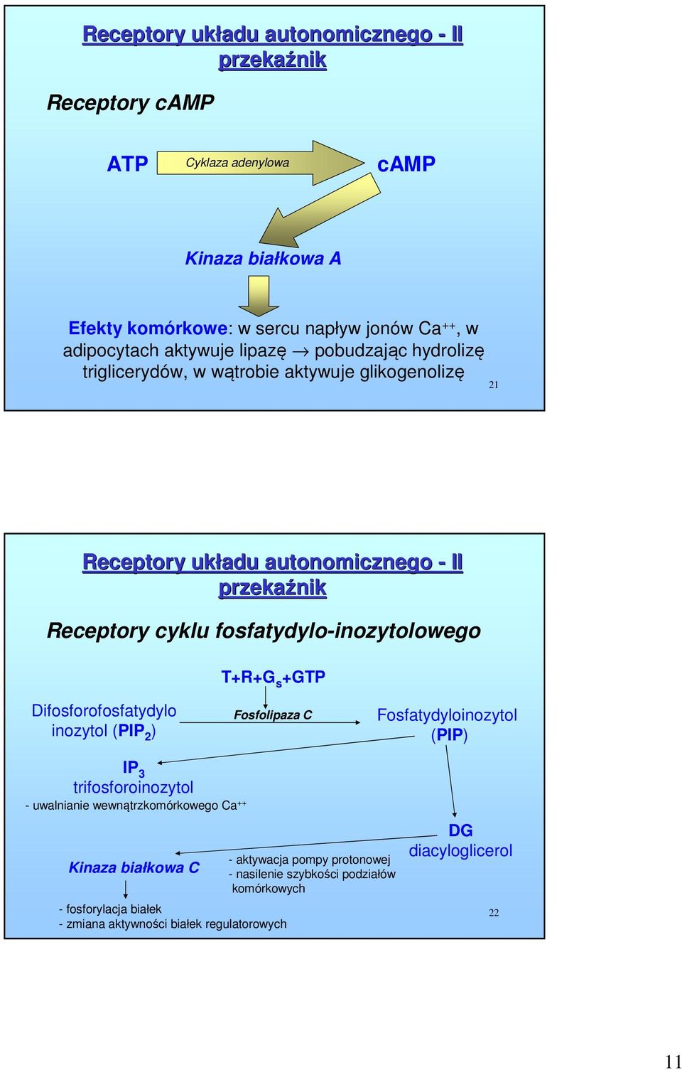 fosfatydylo-inozytolowego T+R+G s +GTP Difosforofosfatydylo inozytol (PIP 2 ) Fosfolipaza C Fosfatydyloinozytol (PIP) IP 3 trifosforoinozytol - uwalnianie