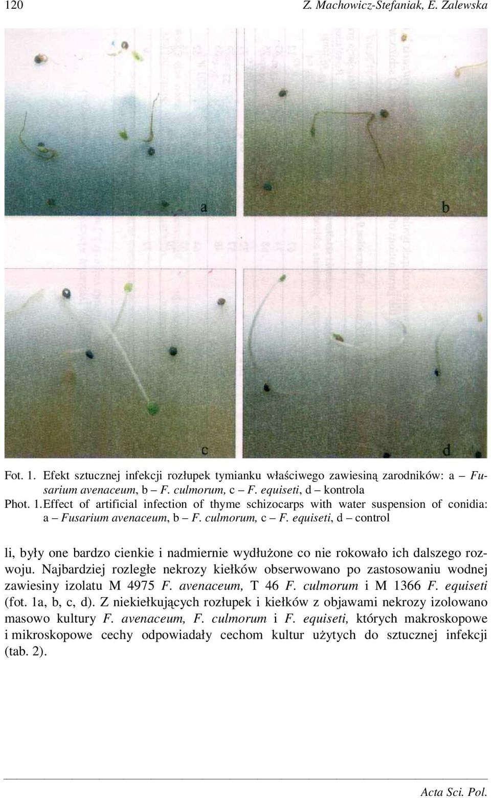 Najbardziej rozległe nekrozy kiełków obserwowano po zastosowaniu wodnej zawiesiny izolatu M 4975 F. avenaceum, T 46 F. culmorum i M 1366 F. equiseti (fot. 1a, b, c, d).