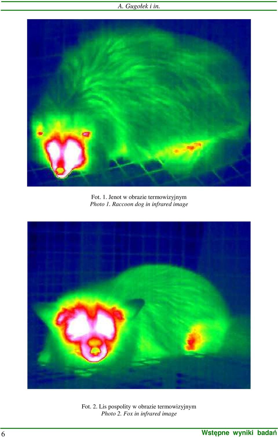 Raccoon dog in infrared image Fot. 2.