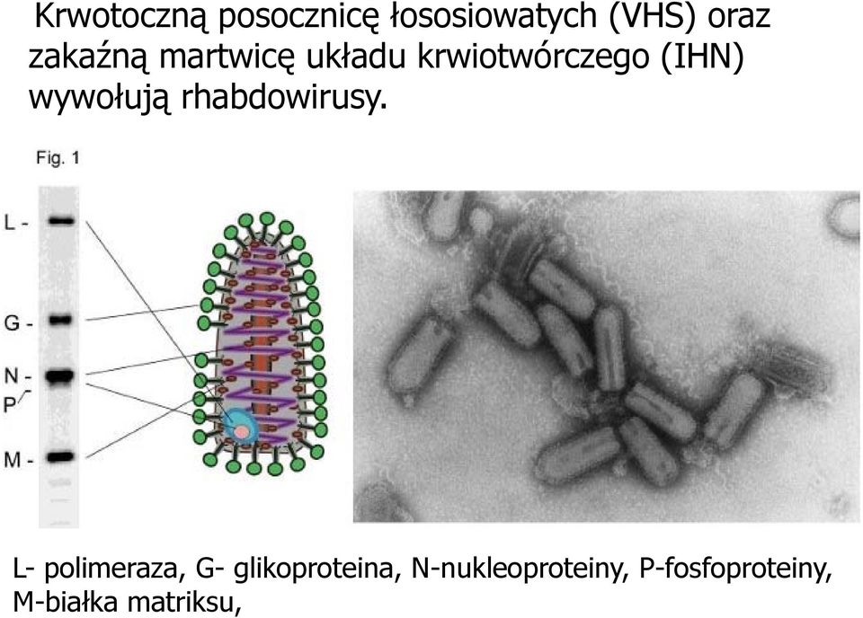 wywołują rhabdowirusy.