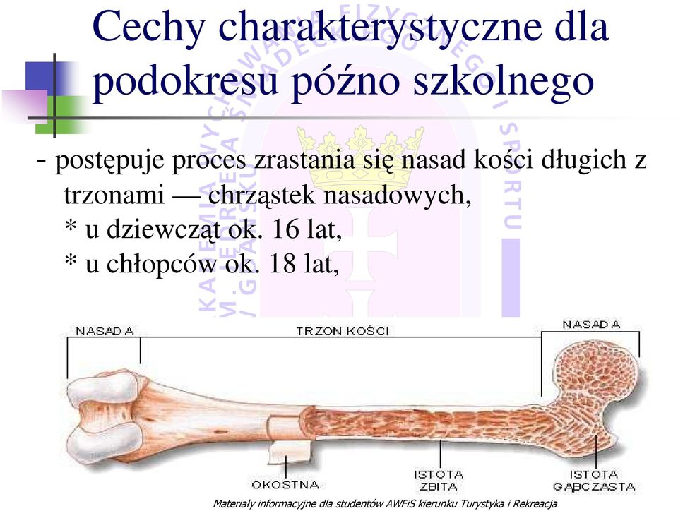 nasad kości długich z trzonami chrząstek