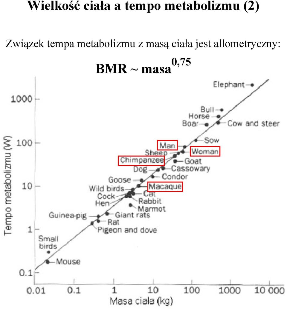 tempa metabolizmu z masą