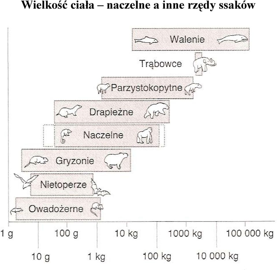 naczelne a