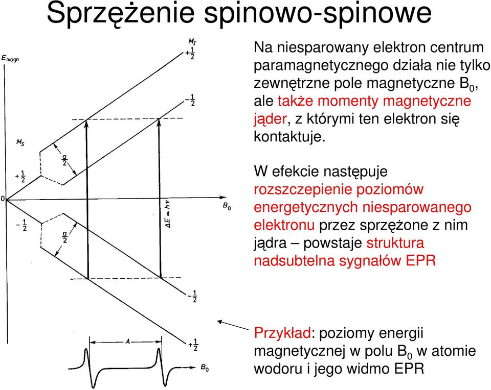 W efekcie następuje rozszczepienie poziomów energetycznych niesparowanego elektronu przez sprzęŝone z nim