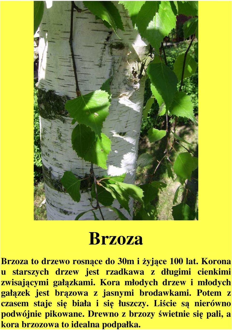 Kora młodych drzew i młodych gałązek jest brązowa z jasnymi brodawkami.