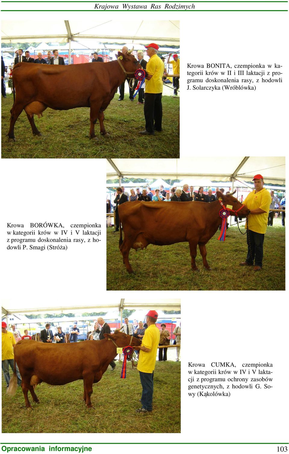 Solarczyka (Wróblówka) Krowa BORÓWKA, czempionka w kategorii krów w IV i V laktacji z programu