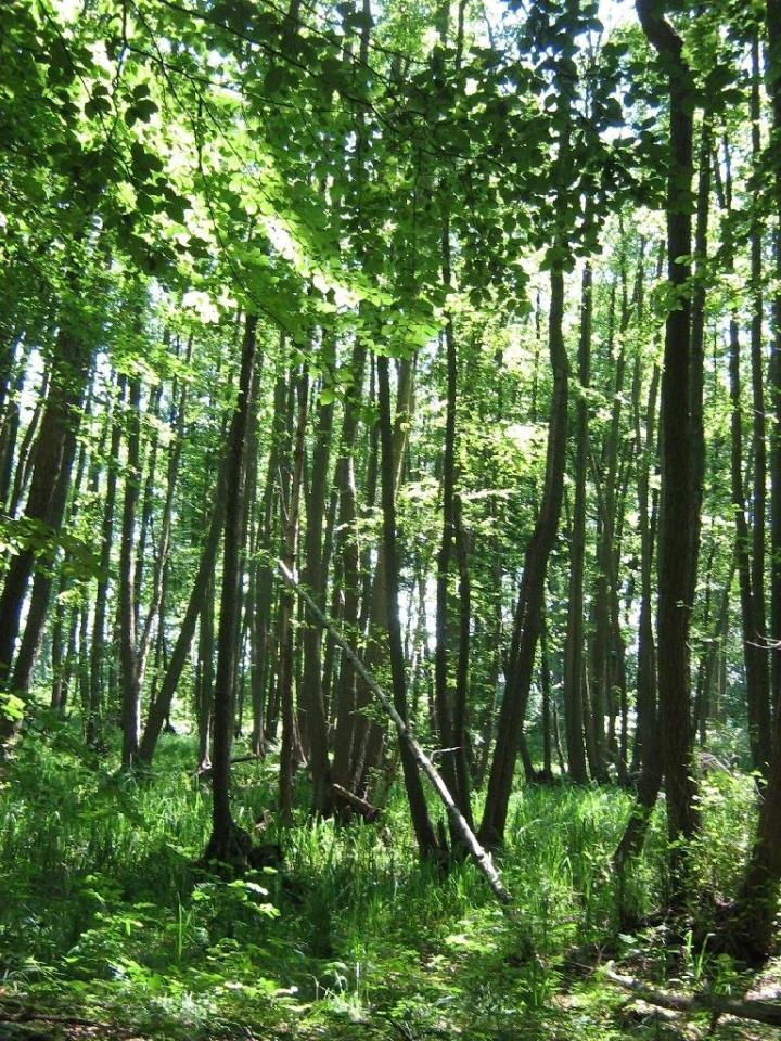 Populetum albae, Alnenion) Niecierpek