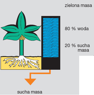 Biomasa substrat do produkcji biogazu Sucha masa organiczna