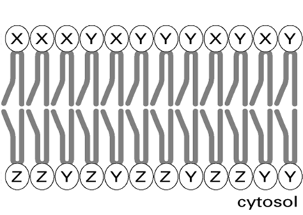 Asymetria Biosynteza fosfolipidów błon: w cytoplazmie z CDP-diglicerydów i L- seryny PS PE PC PS - CO 2 + CH 3 początkowo powstają w warstwie P dwuwarstwy przenoszone przez flipazy