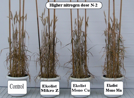 22 Grzegorz Kulczycki i wsp. Phot. 1. Effect of foliar application of Ekolist fertilizers on spring wheat provided with lower nitrogen dose Fot. 1. Wpływ nawożenia dolistnego nawozami Ekolist na pszenicę jarą uprawianą na mniejszej dawce azotu Phot.