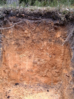 RTĘĆ W GLEBACH naturalna zawartość: o o w glebach: 0,05-0,3 ppm, śr.