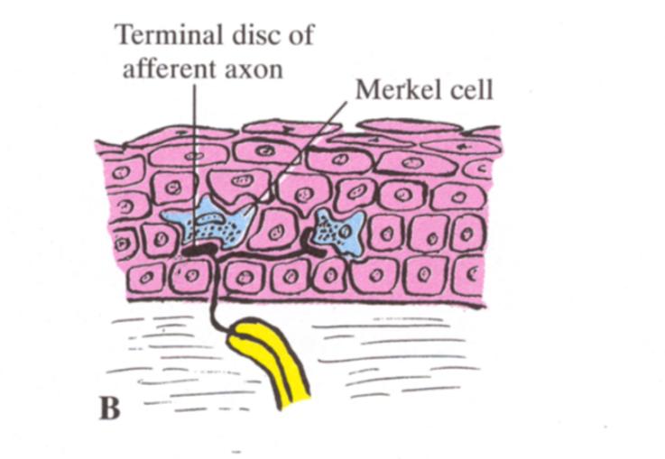 Ciałka Merkela Wolne zakończenia nerwowe połączone z komórkami Merkela