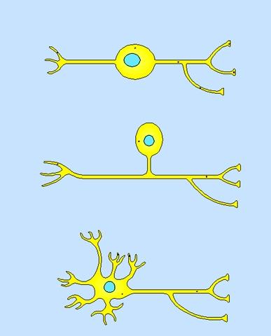 Typy neuronów Neurony dwubiegunowe Siatkówka Błona węchowa Zwój przedsionkowo - ślimakowy