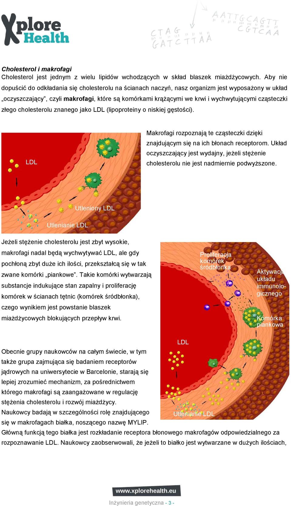 cząsteczki złego cholesterolu znanego jako LDL (lipoproteiny o niskiej gęstości). LDL Makrofagi rozpoznają te cząsteczki dzięki znajdującym się na ich błonach receptorom.