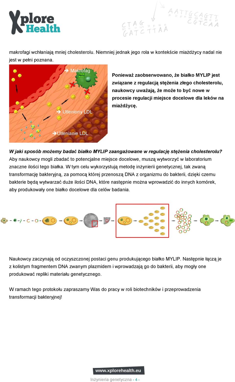 leków na miaŝdŝycę. Utlenianie LDL W jaki sposób moŝemy badać białko MYLIP zaangaŝowane w regulację stęŝenia cholesterolu?