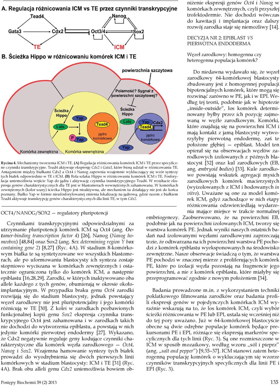 Antagonizm między białkami Cdx2 a Oct4 i Nanog zapewnia wzajemnie wykluczający się wzór syntezy tych białek odpowiednio w TE i ICM. (B) Rola szlaku Hippo w różnicowaniu komórek ICM i TE.