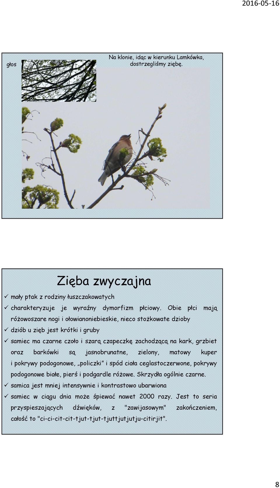 jasnobrunatne, zielony, matowy kuper i pokrywy podogonowe, policzki i spód ciała ceglastoczerwone, pokrywy podogonowe białe, pierś i podgardle różowe. Skrzydła ogólnie czarne.