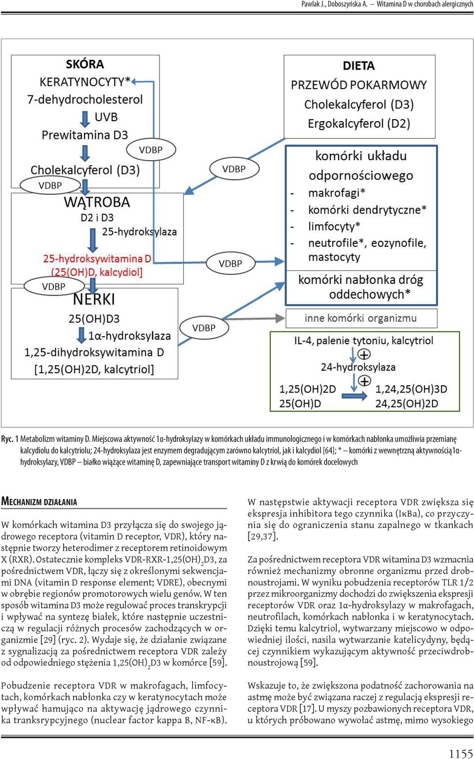 kalcytriol, jak i kalcydiol [64]; * komórki z wewnętrzną aktywnością1αhydroksylazy, VDBP białko wiążące witaminę D, zapewniające transport witaminy D z krwią do komórek docelowych Mechanizm działania